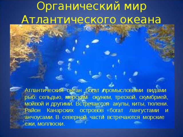 Органический мир Атлантического океана Атлантический океан богат промысловыми видами рыб: сельдью, морским окунем, треской, скумбрией, мойвой и другими. Встречаются акулы, киты, тюлени. Район Канарских островов богат лангустами и анчоусами. В северной части встречаются морские ежи, моллюски. 