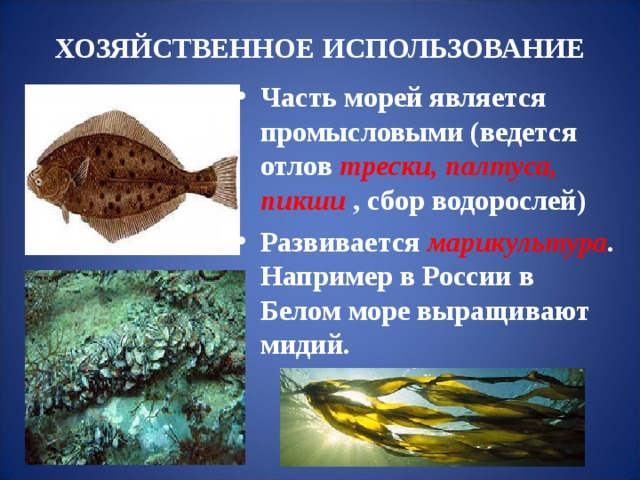 ХОЗЯЙСТВЕННОЕ ИСПОЛЬЗОВАНИЕ Часть морей является промысловыми (ведется отлов трески, палтуса, пикши , сбор водорослей) Развивается марикультура . Например в России в Белом море выращивают мидий. 