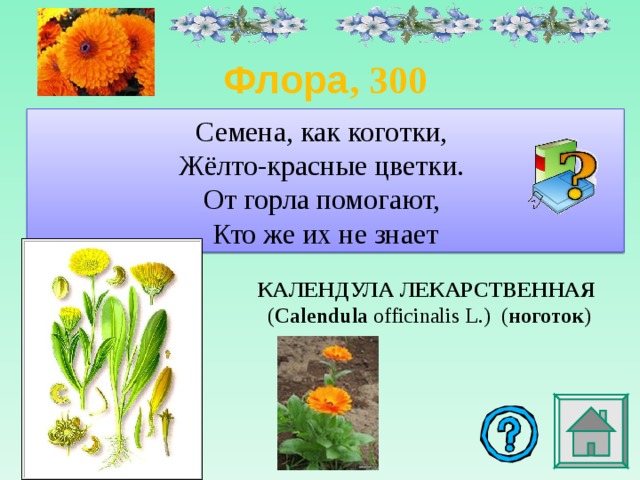 Флора , 3 00 Семена, как коготки,  Жёлто-красные цветки.  От горла помогают,  Кто же их не знает КАЛЕНДУЛА   ЛЕКАРСТВЕННАЯ  ( Calendula  officinalis L.)  ( ноготок ) 