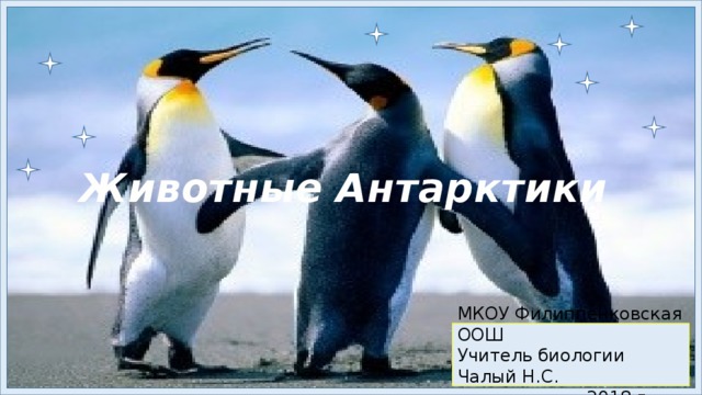 Животные Антарктики МКОУ Филиппенковская ООШ Учитель биологии Чалый Н.С.  2018 г. 