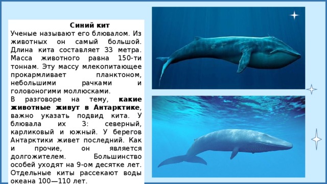 Масса синего кита достигает. Синий кит красная книга краткое описание. Синий кит (длина 33 м). Красная книга России Северный синий кит. Голубой кит в красной книге.