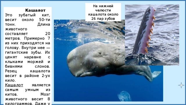 Сколько кит размер. Вес кита кашалота. Самый крупный Кашалот. Кашалот Размеры. Зуб кашалота.