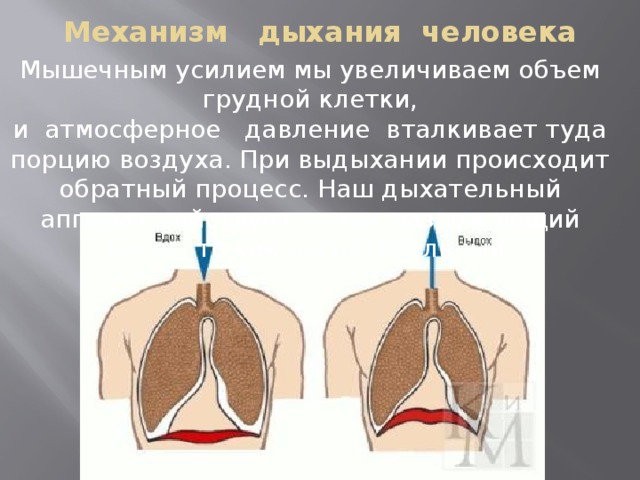 Атмосферное давление помощник человека проект по физике