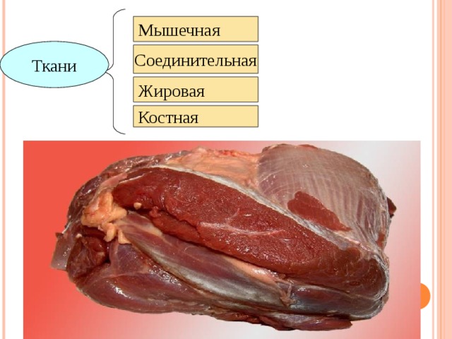 Ткани мяса