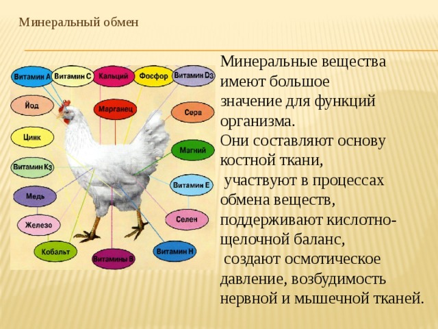 Млекопитающие интенсивный обмен веществ