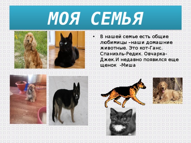 МОЯ СЕМЬЯ В нашей семье есть общие любимицы –наши домашние животные. Это кот-Ганс. Спаниэль-Редик. Овчарка- Джек.И недавно появился еще щенок -Миша 