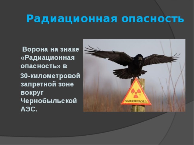  Радиационная опасность   Ворона на знаке «Радиационная опасность» в  30-километровой запретной зоне вокруг Чернобыльской АЭС.  