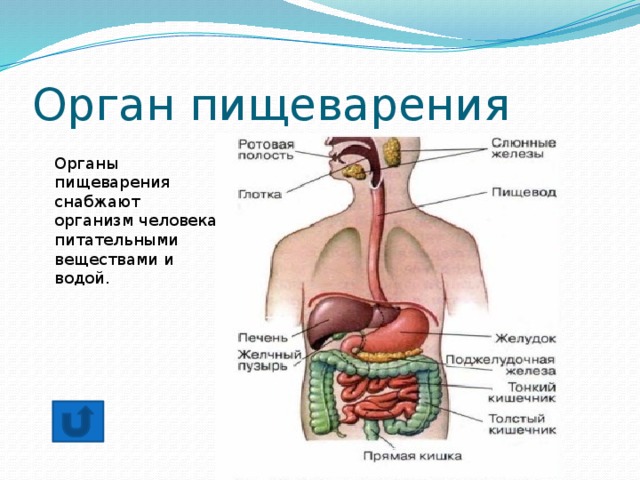 Презентация строение органов человека