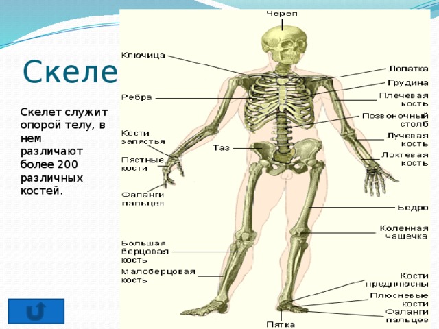 Скелет опора. Опорой тела служит. Скелет служит для. Скелет является опорой тела человека. Скелет служит не только опорой тела он также защищает.