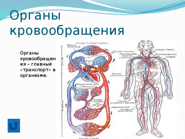 Органы кровообращения это