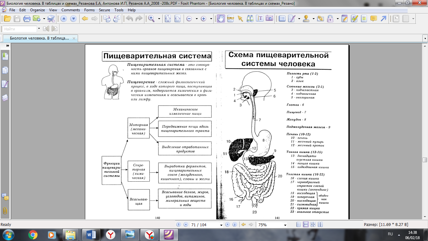 Общий план строения пищеварительной системы таблица