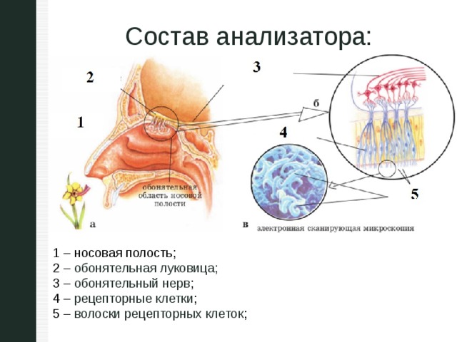 Состав анализатора: 1 – носовая полость; 2 – обонятельная луковица;  3 – обонятельный нерв ; 4 – рецепторные клетки ; 5 – волоски рецепторных клеток ; 