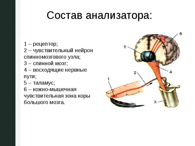 Состав анализатора: 1 – рецептор; 2 – чувствительный нейрон спинномозгового узла; 3 – спинной мозг; 4 – восходящие нервные пути; 5 – таламус; 6 – кожно-мышечная чувствительная зона коры большого мозга. 