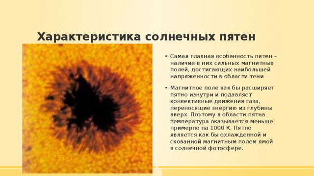 Характеристика солнечных пятен Самая главная особенность пятен – наличие в них сильных магнитных полей, достигающих наибольшей напряженности в области тени Магнитное поле как бы расширяет пятно изнутри и подавляет конвективные движения газа, переносящие энергию из глубины вверх. Поэтому в области пятна температура оказывается меньше примерно на 1000 К. Пятно является как бы охлажденной и скованной магнитным полем ямой в солнечной фотосфере. 