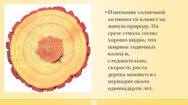 Изменение солнечной активности влияет на живую природу. На срезе ствола сосны хорошо видно, что ширина годичных колец и, следовательно, скорость роста дерева меняются с периодом около одиннадцати лет.  