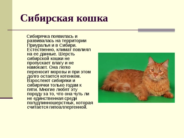 Кошки 1 класс породы презентация