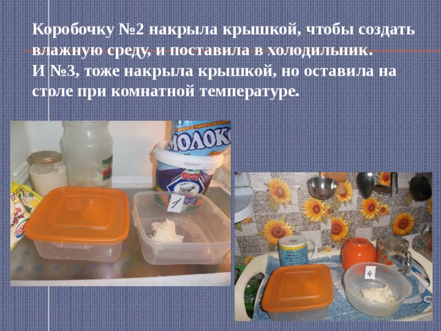 Коробочку №2 накрыла крышкой, чтобы создать влажную среду, и поставила в холодильник.  И №3, тоже накрыла крышкой, но оставила на столе при комнатной температуре. 