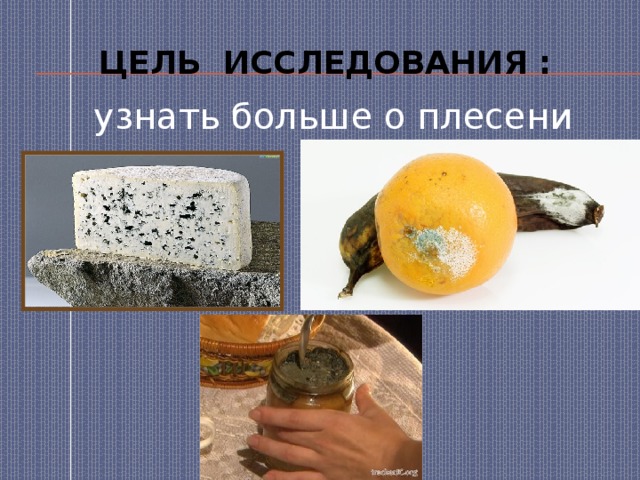 Цель исследования : узнать больше о плесени 