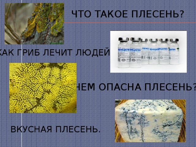 Что такое плесень? Как гриб лечит людей? Чем опасна плесень? ВКУСНАЯ ПЛЕСЕНЬ. 