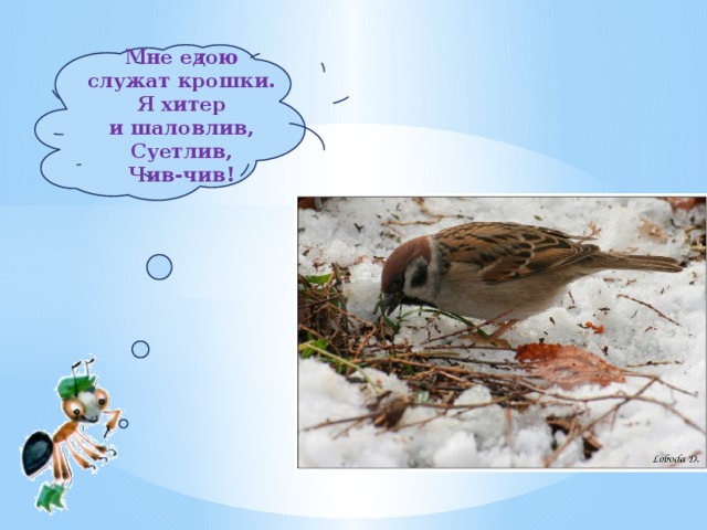   Мне едою служат крошки.  Я хитер и шаловлив,  Суетлив,  Чив-чив!     