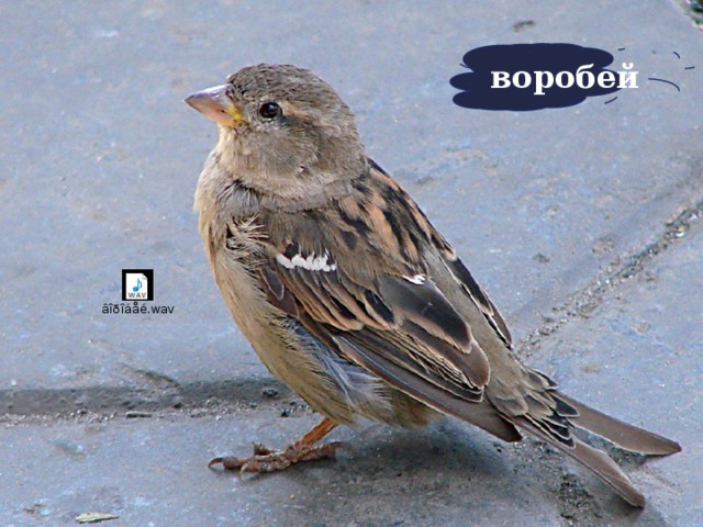 воробей 