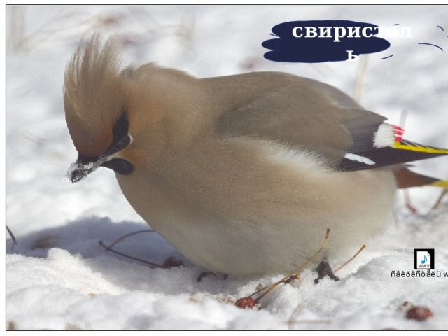 свиристель    