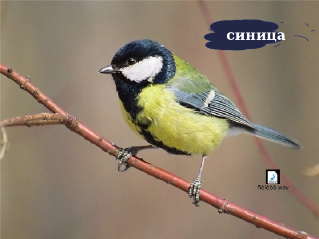 синица    