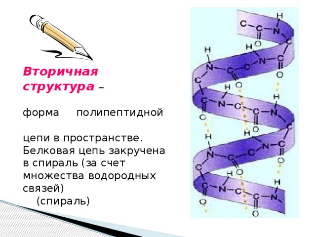 Вторичная структура  – форма полипептидной цепи в пространстве. Белковая цепь закручена в спираль (за счет множества водородных связей)  (спираль)
