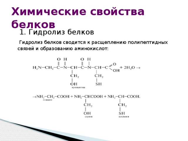 Химические свойства белков  1.  Гидролиз белков  Гидролиз белков сводится к расщеплению полипептидных связей и образованию аминокислот: