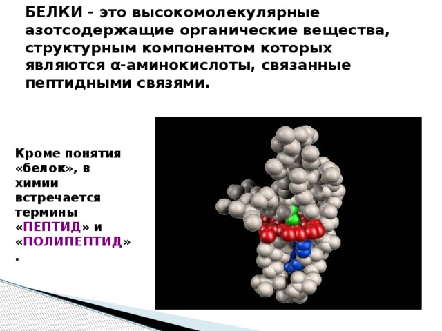 БЕЛКИ - это высокомолекулярные азотсодержащие органические вещества, структурным компонентом которых являются α-аминокислоты, связанные пептидными связями.   Кроме понятия «белок», в химии встречается термины « ПЕПТИД » и « ПОЛИПЕПТИД ».