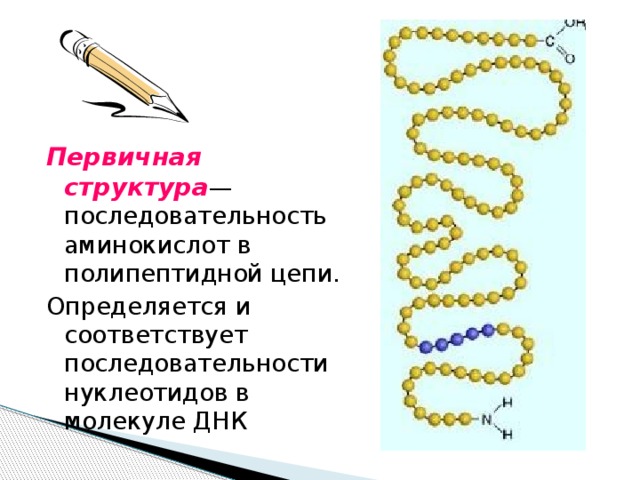 Первичная структура — последовательность аминокислот в полипептидной цепи. Определяется и соответствует последовательности нуклеотидов в молекуле ДНК