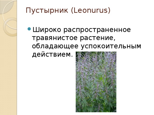 Пустырник (Leonurus)   Широко распространенное травянистое растение, обладающее успокоительным действием. 