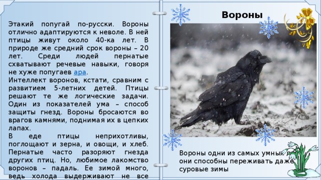 Как зимуют вороны. Средняя Продолжительность чёрного ворона птицы. Любимое лакомство вороны.