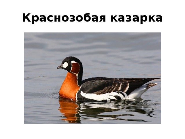 Краснозобая казарка рисунок