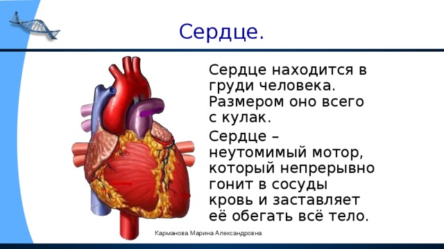 Сердце.  Сердце находится в груди человека. Размером оно всего с кулак.  Сердце – неутомимый мотор, который непрерывно гонит в сосуды кровь и заставляет её обегать всё тело. Карманова Марина Александровна