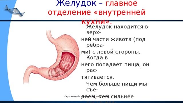 Желудок – главное отделение «внутренней кухни».  Желудок находится в верх- ней части живота (под рёбра- ми) с левой стороны. Когда в него попадает пища, он рас- тягивается.  Чем больше пищи мы съе- даем, тем сильнее растягива- ется желудок.  В желудке пища перераба- тывается, но лишь наполо- вину. Карманова Марина Александровна