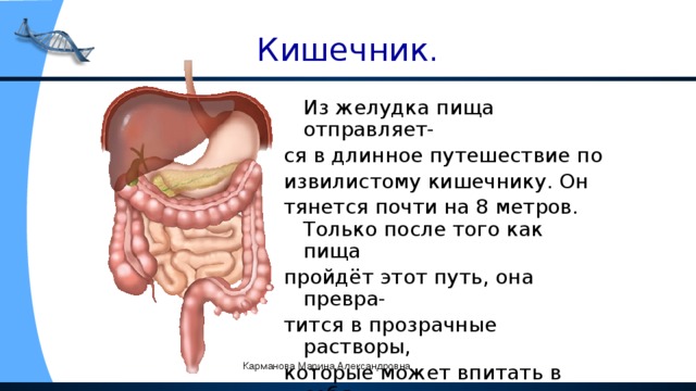 Кишечник.  Из желудка пища отправляет- ся в длинное путешествие по извилистому кишечнику. Он тянется почти на 8 метров. Только после того как пища пройдёт этот путь, она превра- тится в прозрачные растворы, которые может впитать в себя кровь и разнести по всему организму. Карманова Марина Александровна