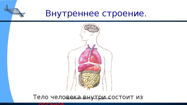 Внутреннее строение. Тело человека внутри состоит из органов . Карманова Марина Александровна