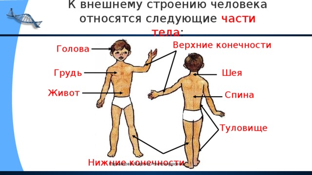 К внешнему строению человека относятся следующие  части тела : Верхние конечности Голова Шея Грудь Живот Спина Туловище Нижние конечности Карманова Марина Александровна