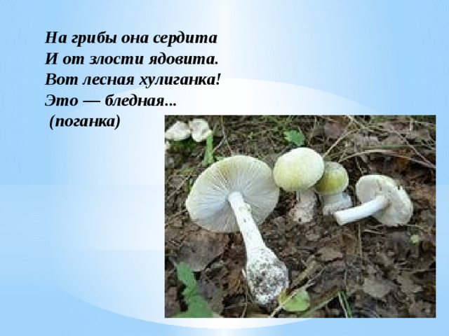 На грибы она сердита И от злости ядовита. Вот лесная хулиганка! Это — бледная...  (поганка)