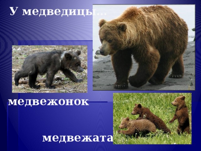 У медведицы… медвежонок медвежата 