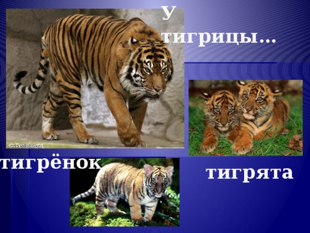 У тигрицы… тигрёнок тигрята 