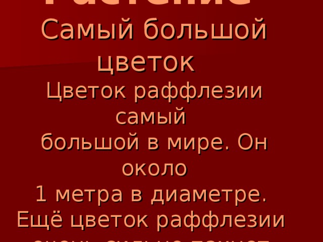 Растение  Самый большой цветок  Цветок раффлезии самый  большой в мире. Он около  1 метра в диаметре.  Ещё цветок раффлезии  очень сильно пахнет. 