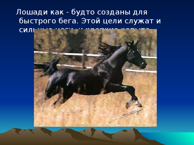  Лошади как - будто созданы для быстрого бега. Этой цели служат и сильные ноги, и крепкие копыта. 