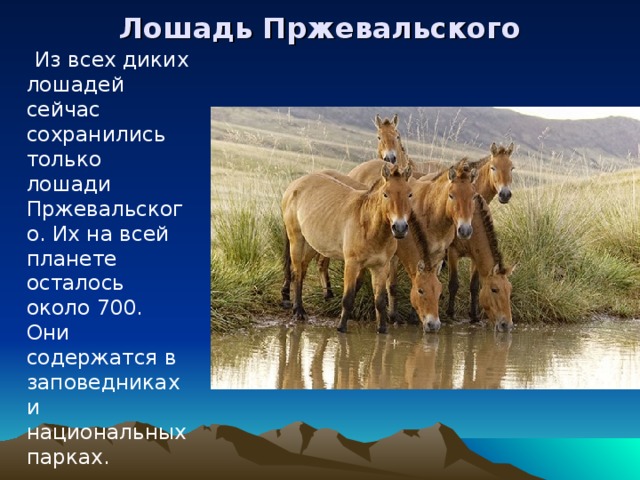 Лошадь Пржевальского  Из всех диких лошадей сейчас сохранились только лошади Пржевальского. Их на всей планете осталось около 700. Они содержатся в заповедниках и национальных парках.  