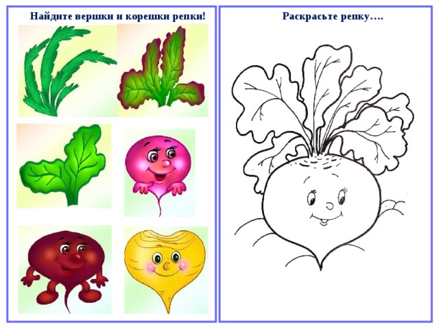 Раскрасьте репку…. Найдите вершки и корешки репки! 