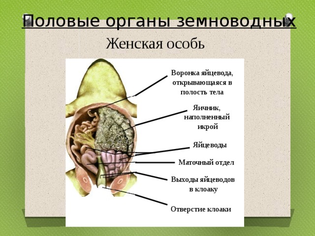 Половая система класс земноводные. Половая система лягушки.