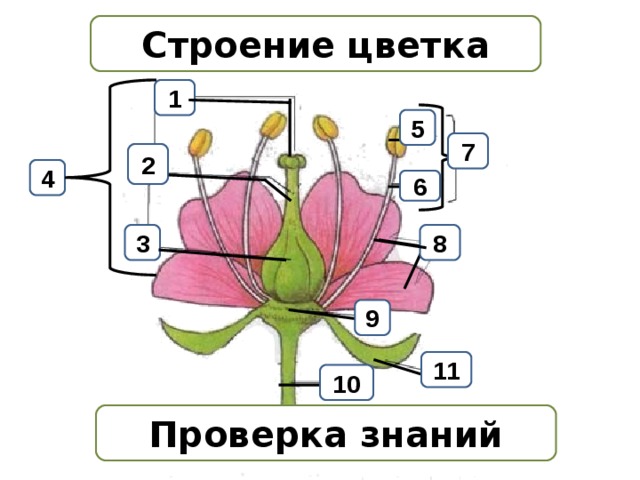 Рисунок цветка без подписей