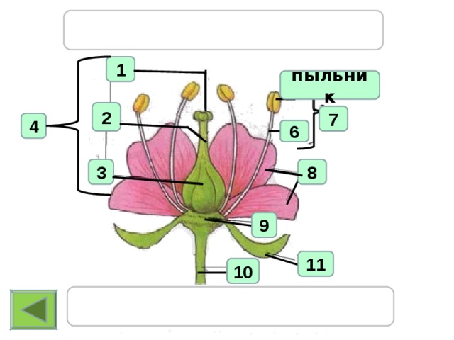 Строение цветка пиона схема и описание