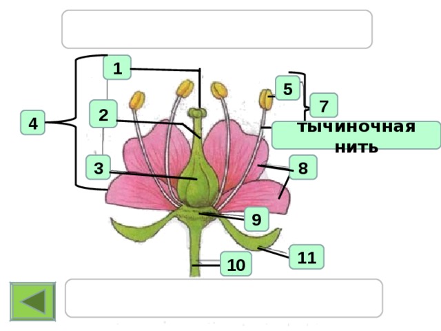 Тычиночная нить фото